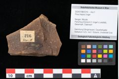 Foto (Objekt + Etikett) von Pinus hepios Unger (NHMW-GEO-2024-0188-0216)